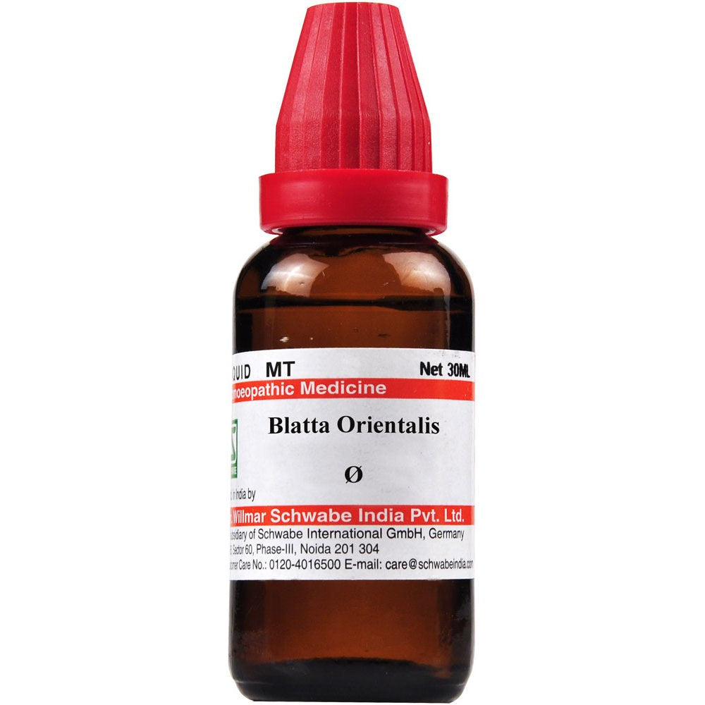 Blatta Orientalis Q