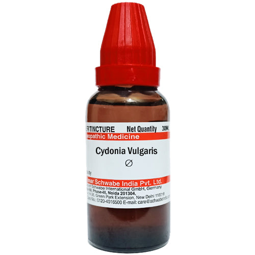 Cydonia Vulgaris Q