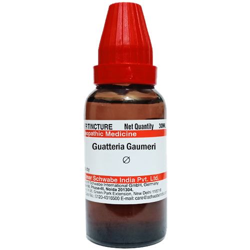 Guatteria Gaumeri Q