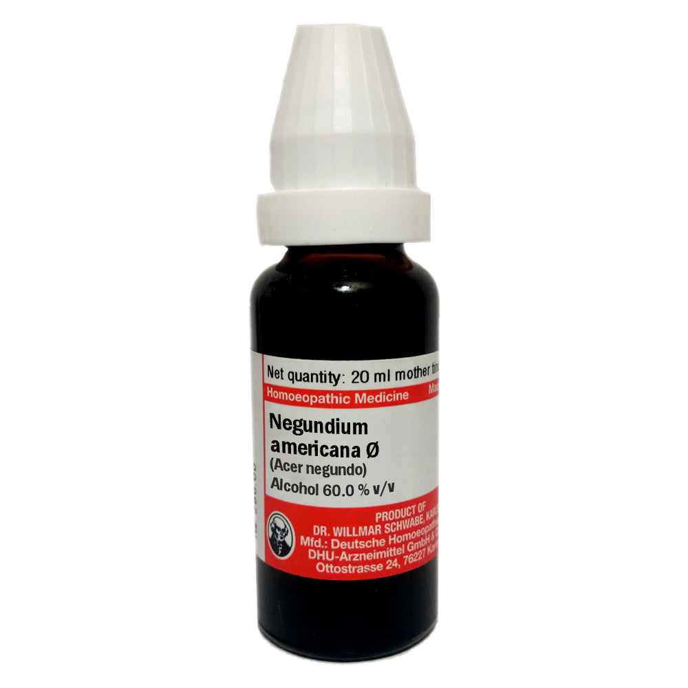 Negundium americana Ø
