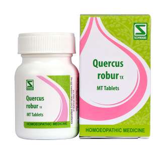 Quercus Rober 1X